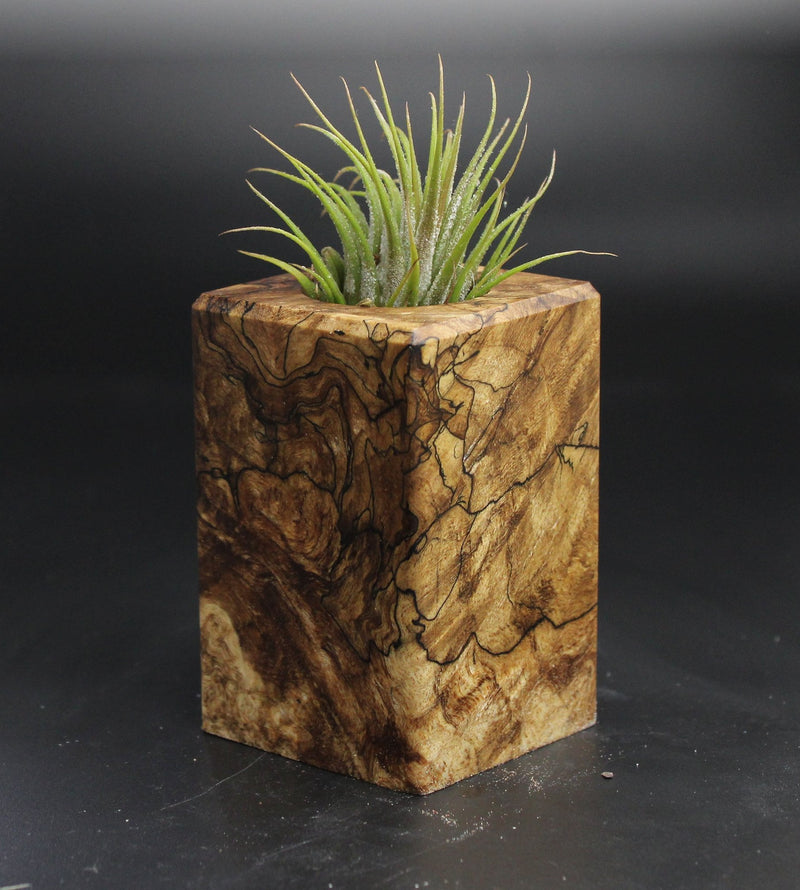 Wood Burl  Air Plant Holder - Denzel (Wood Burl, 704543)