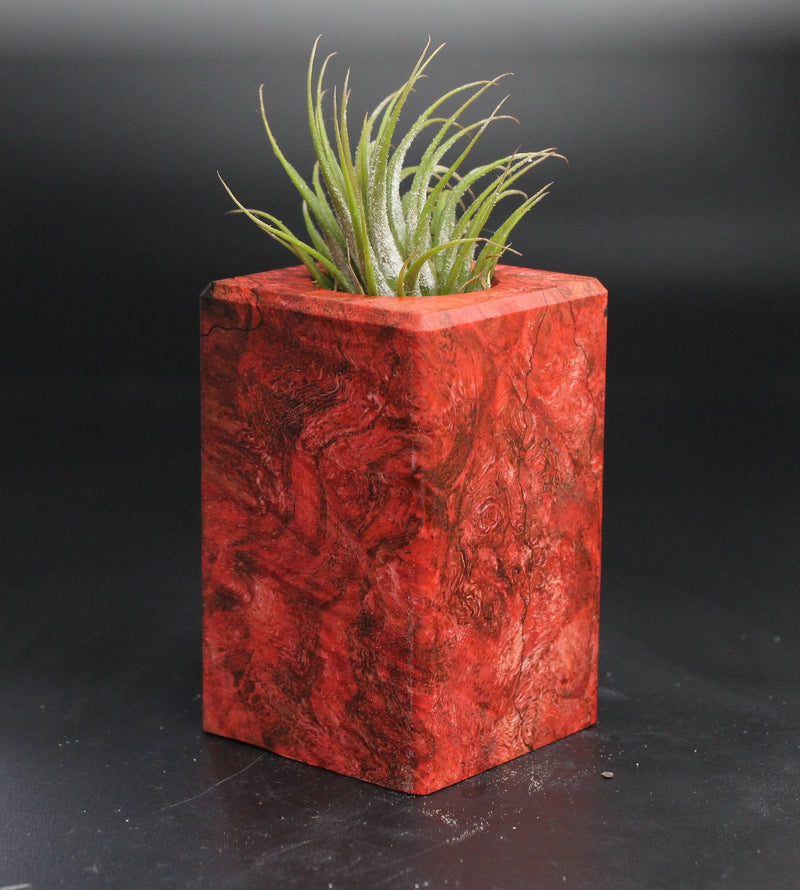 Wood Burl  Air Plant Holder - Solomon (Wood Burl, 704544)