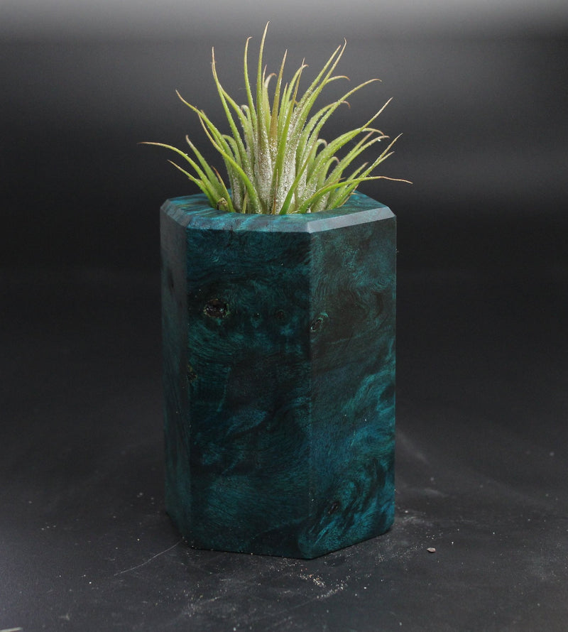 Wood Burl  Air Plant Holder - Harlow (Wood Burl, 704545)