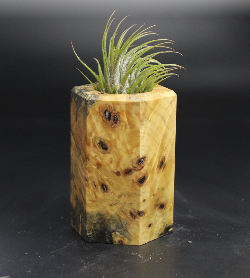 Wood Burl  Air Plant Holder - Braden (Wood Burl, 704546)