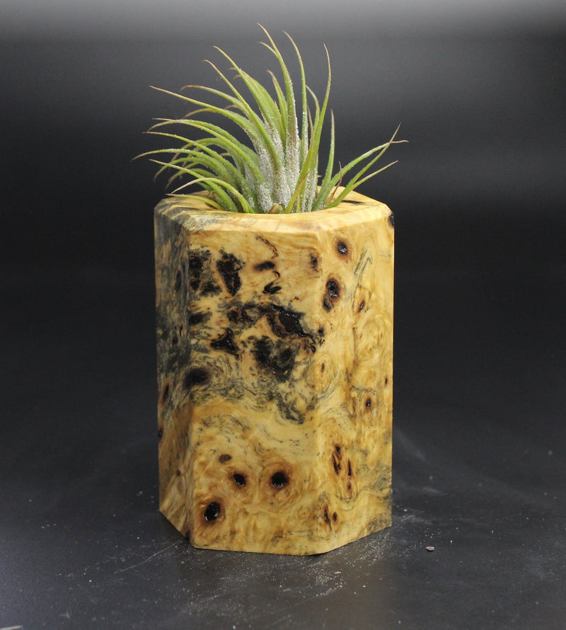 Wood Burl  Air Plant Holder - Carson (Wood Burl, 704548)