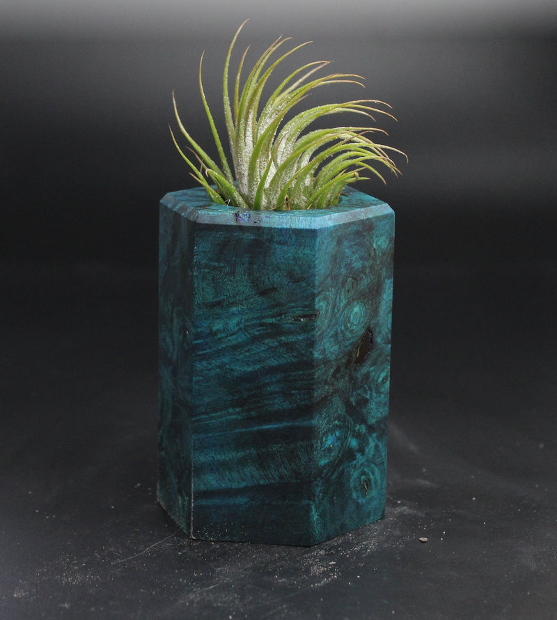 Wood Burl  Air Plant Holder - Celeste (Wood Burl, 704549)