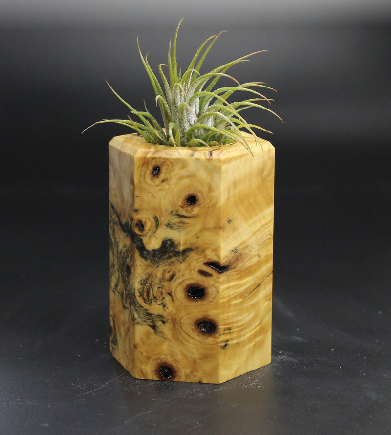 Wood Burl  Air Plant Holder - Miguel (Wood Burl, 704550)
