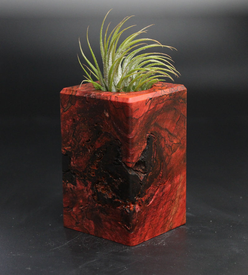 Wood Burl  Air Plant Holder - Summer (Wood Burl, 704551)