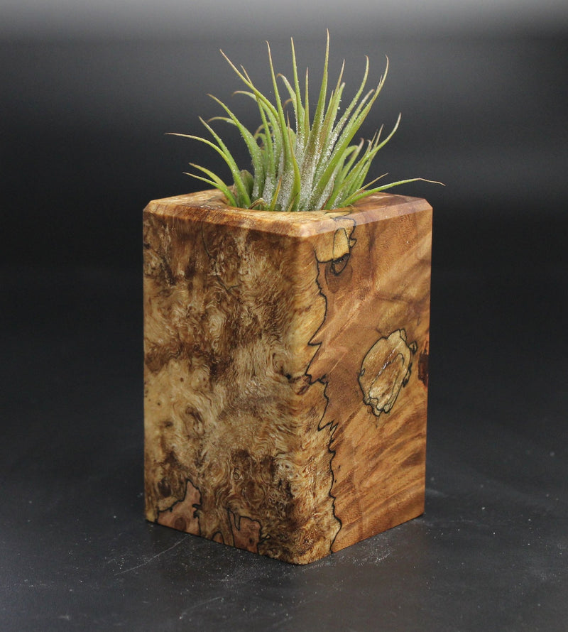 Wood Burl  Air Plant Holder - Cyrus (Wood Burl, 704552)