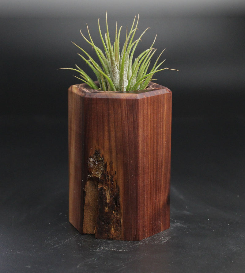 Wood Burl  Air Plant Holder - Arielle (Wood Burl, 704553)