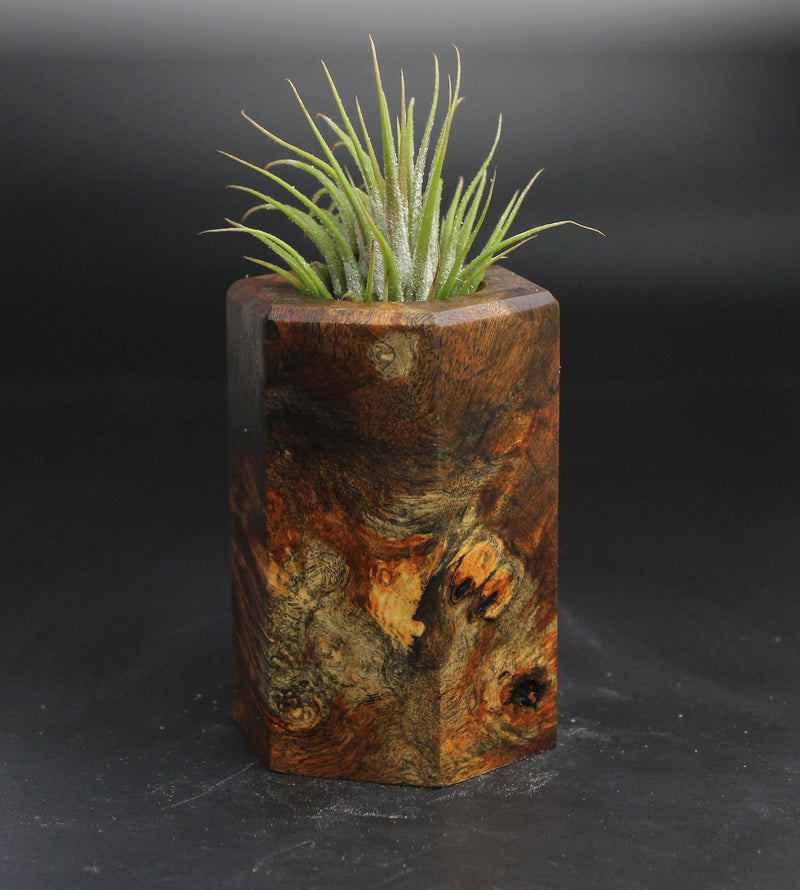 Wood Burl  Air Plant Holder - Travis (Wood Burl, 704554)