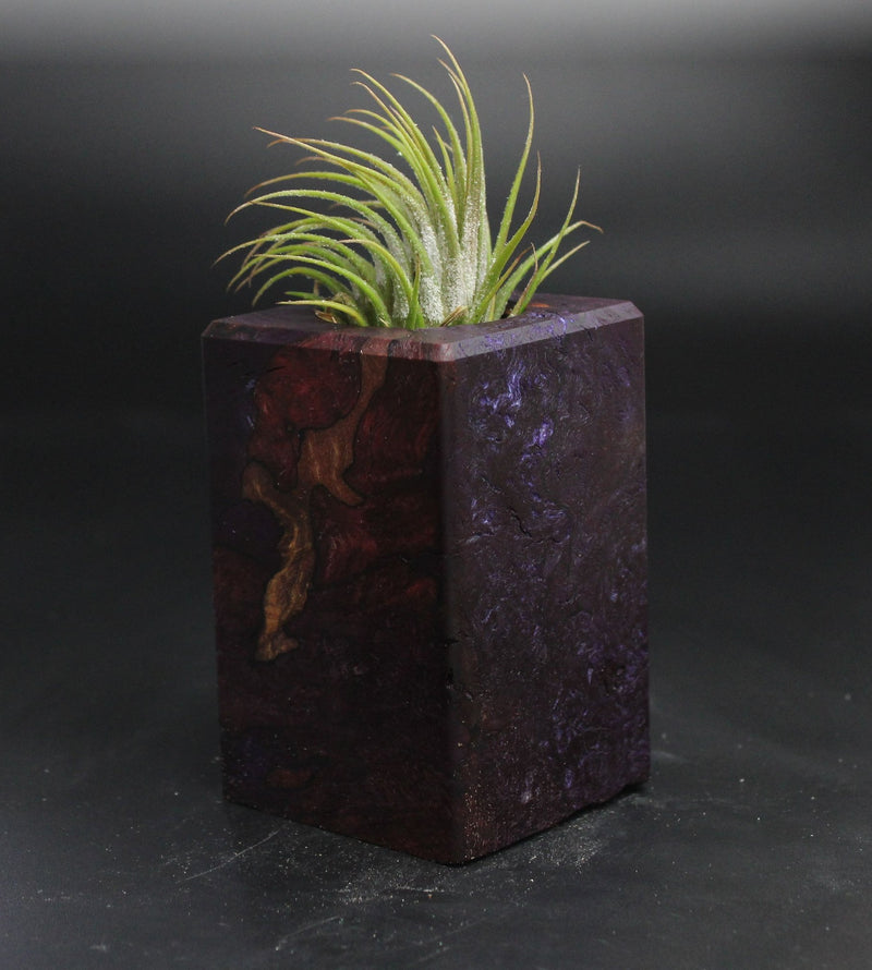 Wood Burl  Air Plant Holder - Dorothy (Wood Burl, 704555)