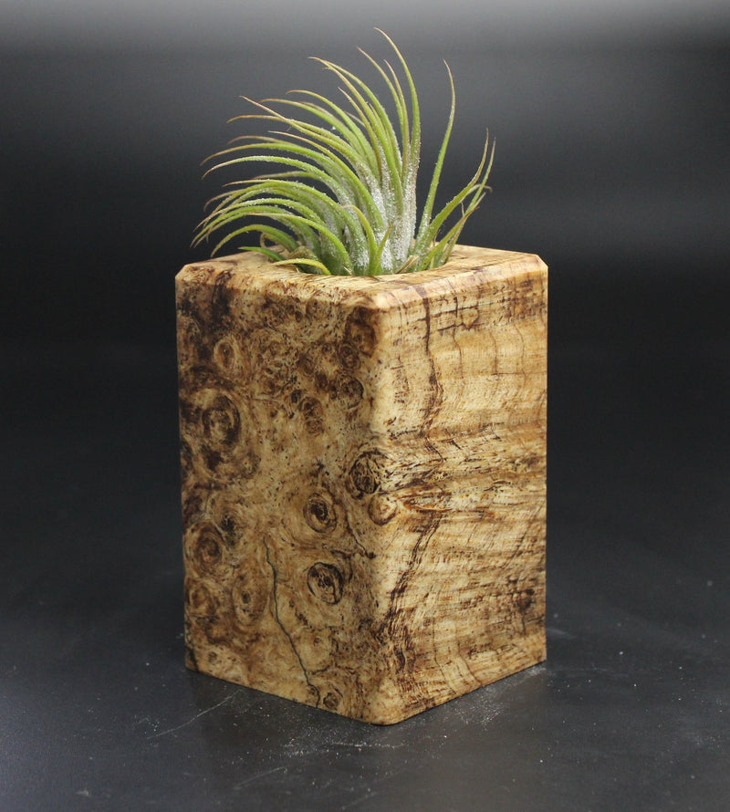 Wood Burl  Air Plant Holder - Lawrence (Wood Burl, 704556)
