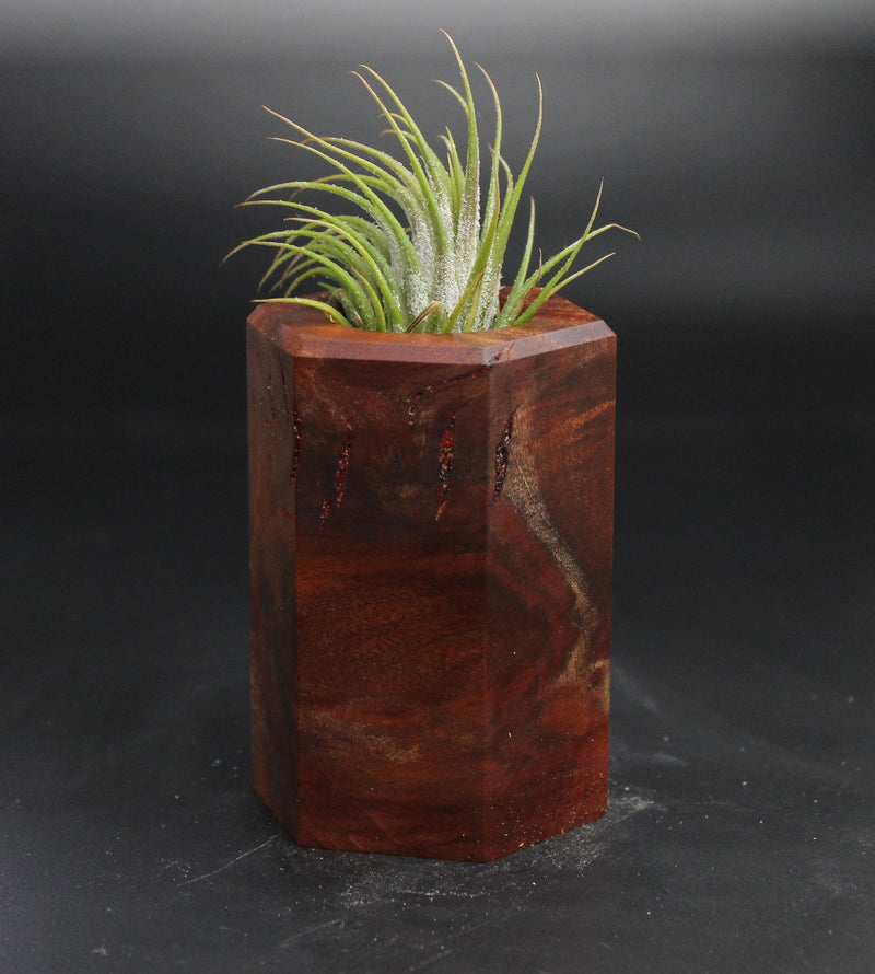 Wood Burl  Air Plant Holder - Chelsea (Wood Burl, 704557)