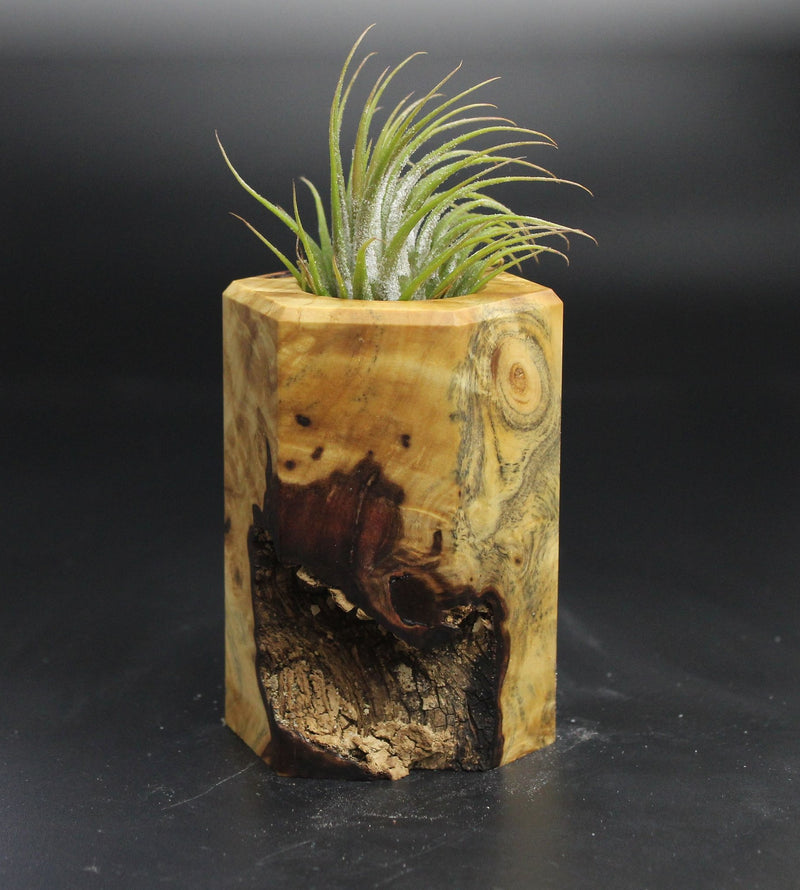 Wood Burl  Air Plant Holder - Saylor (Wood Burl, 704558)