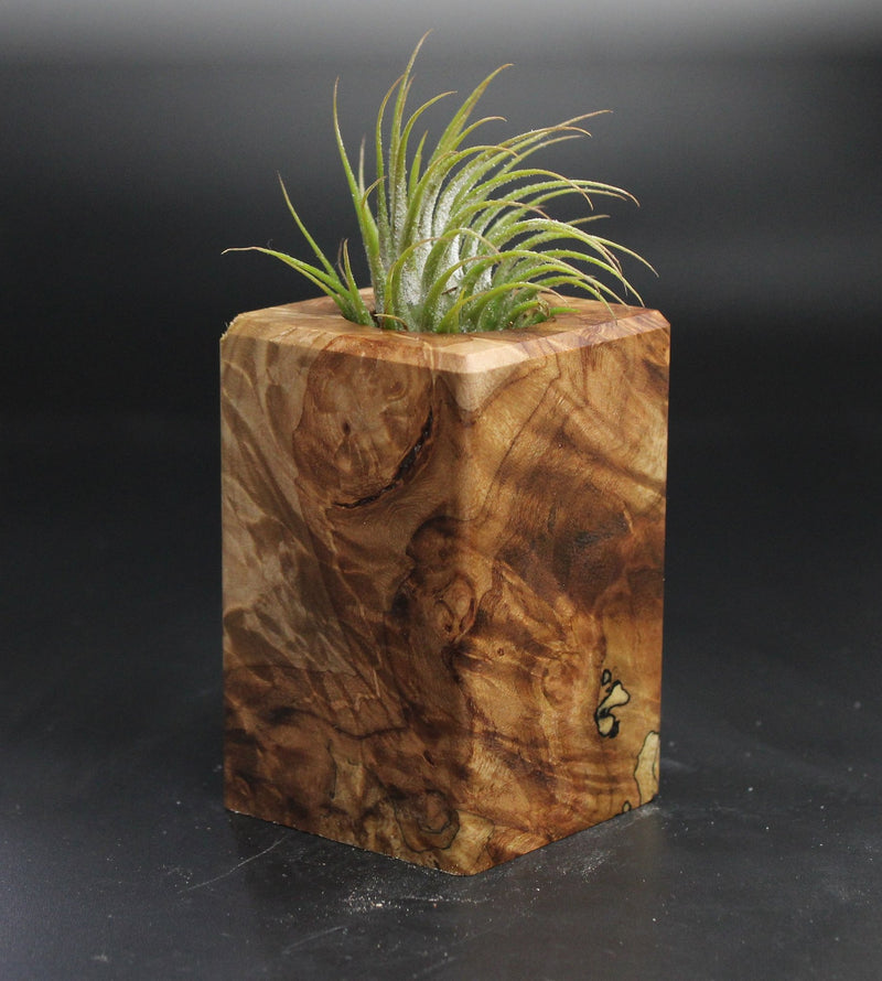 Wood Burl  Air Plant Holder - Oscar (Wood Burl, 704559)