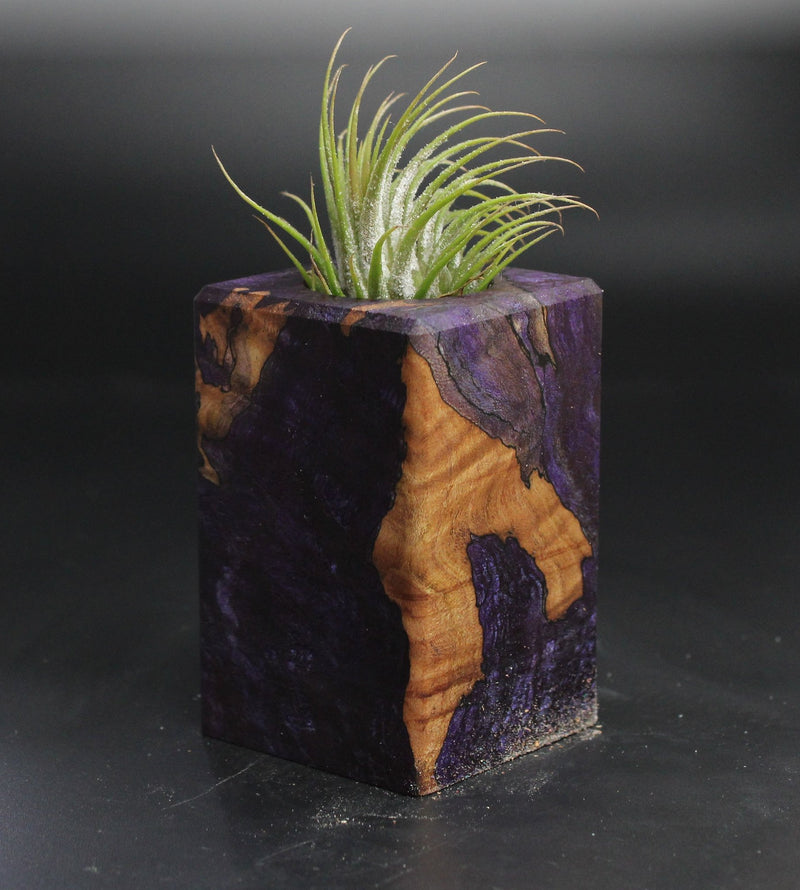Wood Burl  Air Plant Holder - Timmy (Wood Burl, 704560)
