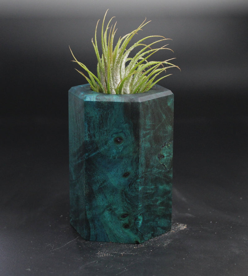 Wood Burl  Air Plant Holder - Fred (Wood Burl, 704561)
