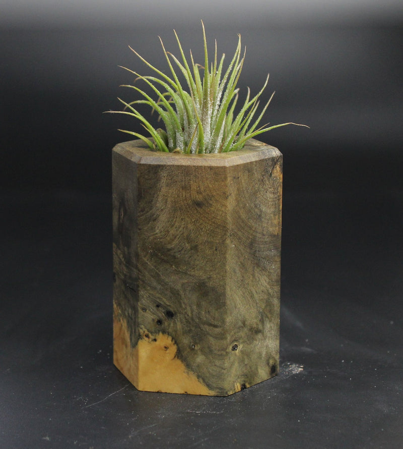 Wood Burl  Air Plant Holder - Curtis (Wood Burl, 704562)