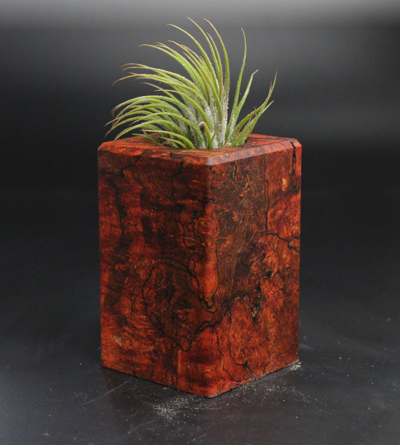 Wood Burl  Air Plant Holder - Bernadette (Wood Burl, 704563)