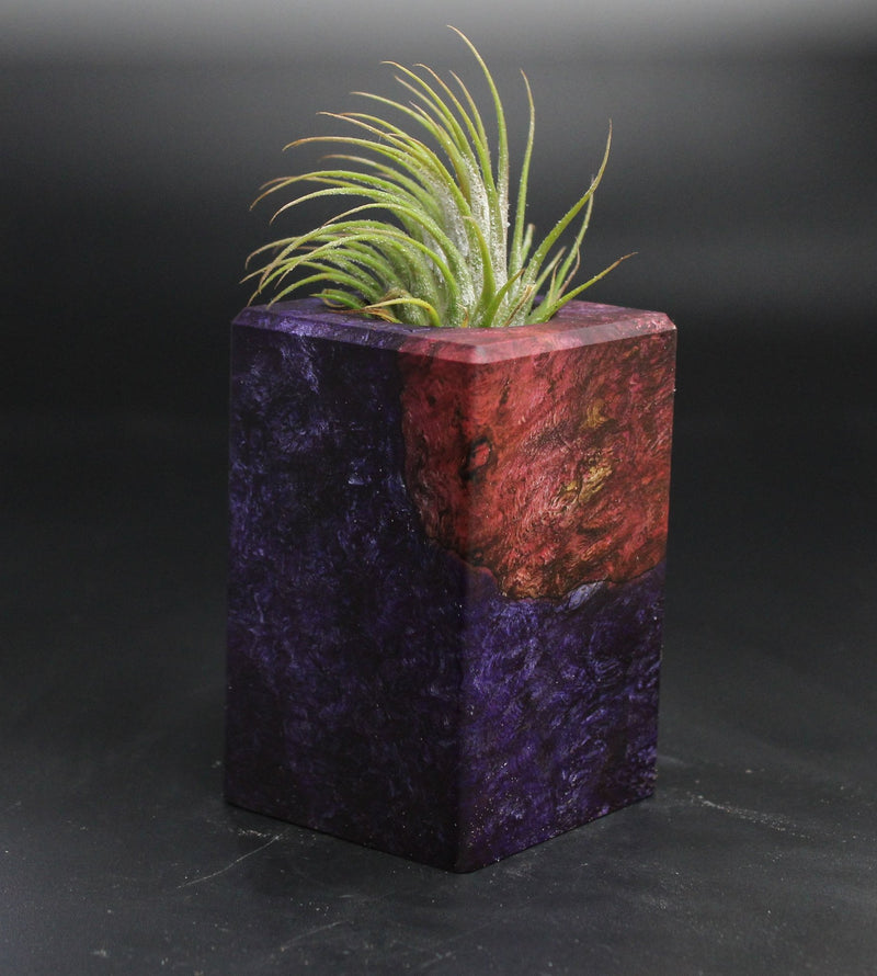Wood Burl  Air Plant Holder - Skylar (Wood Burl, 704564)