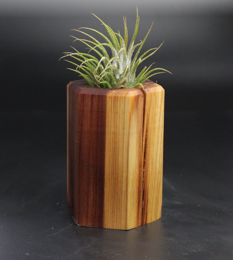 Wood Burl  Air Plant Holder - Eileen (Wood Burl, 704566)