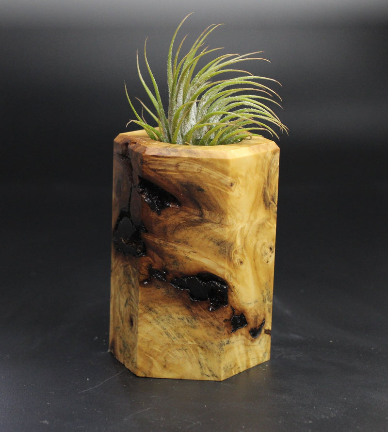 Wood Burl  Air Plant Holder - Sofia (Wood Burl, 704567)