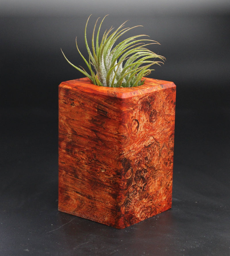 Wood Burl  Air Plant Holder - Celeste (Wood Burl, 704568)