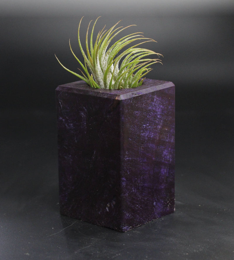 Wood Burl  Air Plant Holder - Holden (Wood Burl, 704569)