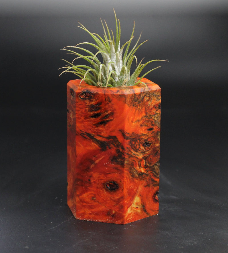 Wood Burl  Air Plant Holder - Sidney (Wood Burl, 704570)