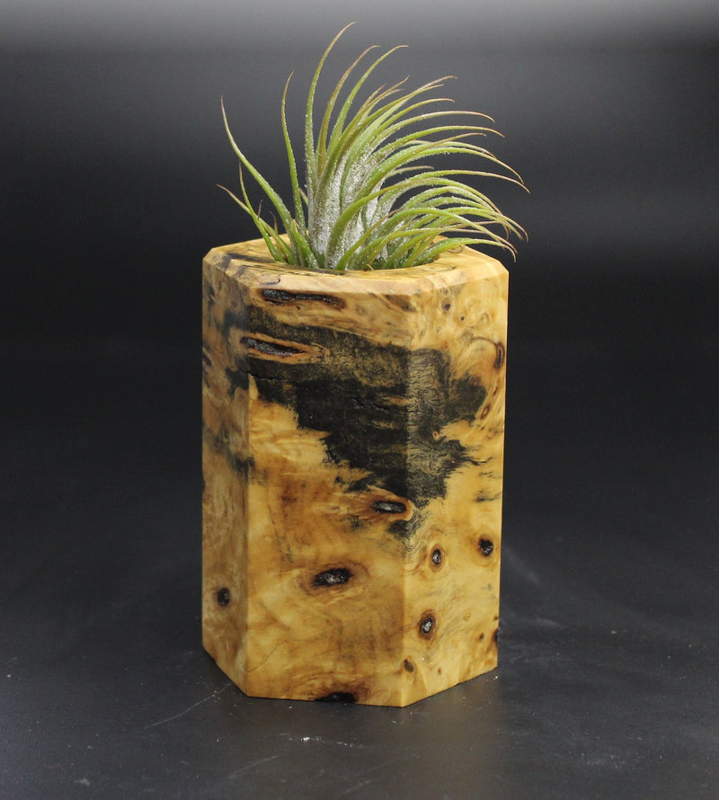 Wood Burl  Air Plant Holder - Trudy (Wood Burl, 704571)