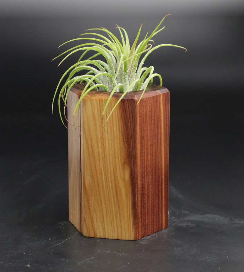 Wood Burl  Air Plant Holder - Alayah (Wood Burl, 704686)