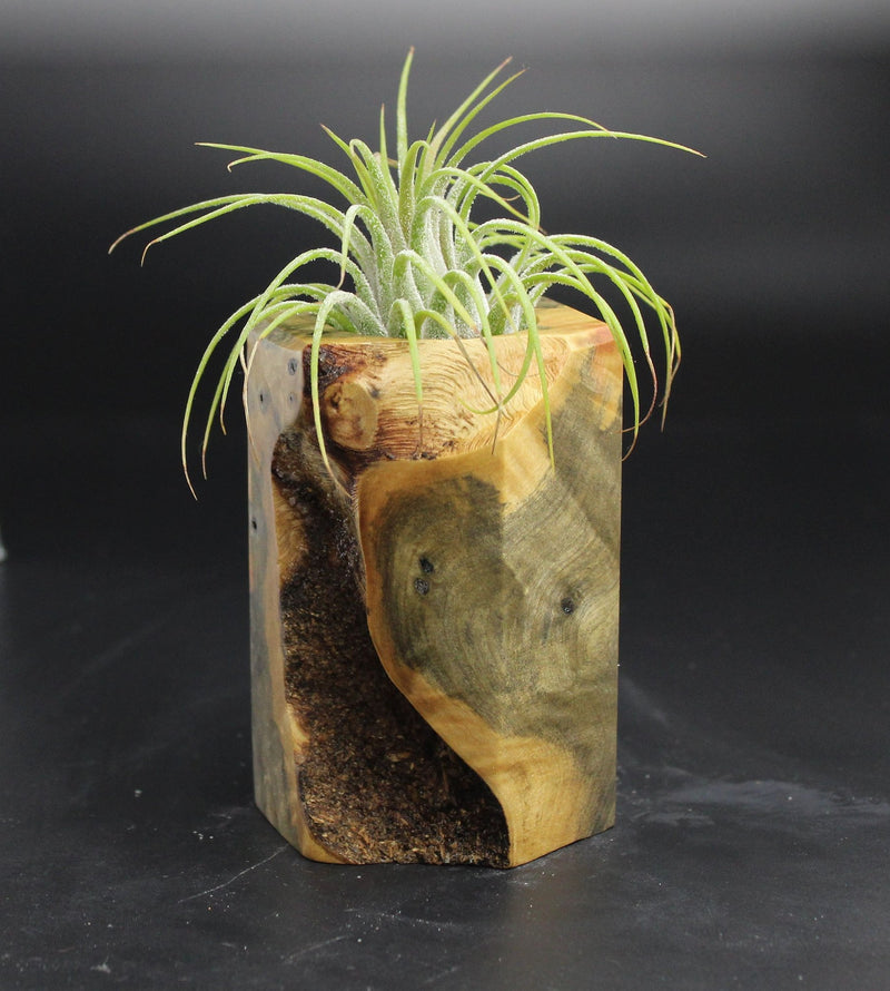Wood Burl  Air Plant Holder - Ryker (Wood Burl, 704692)