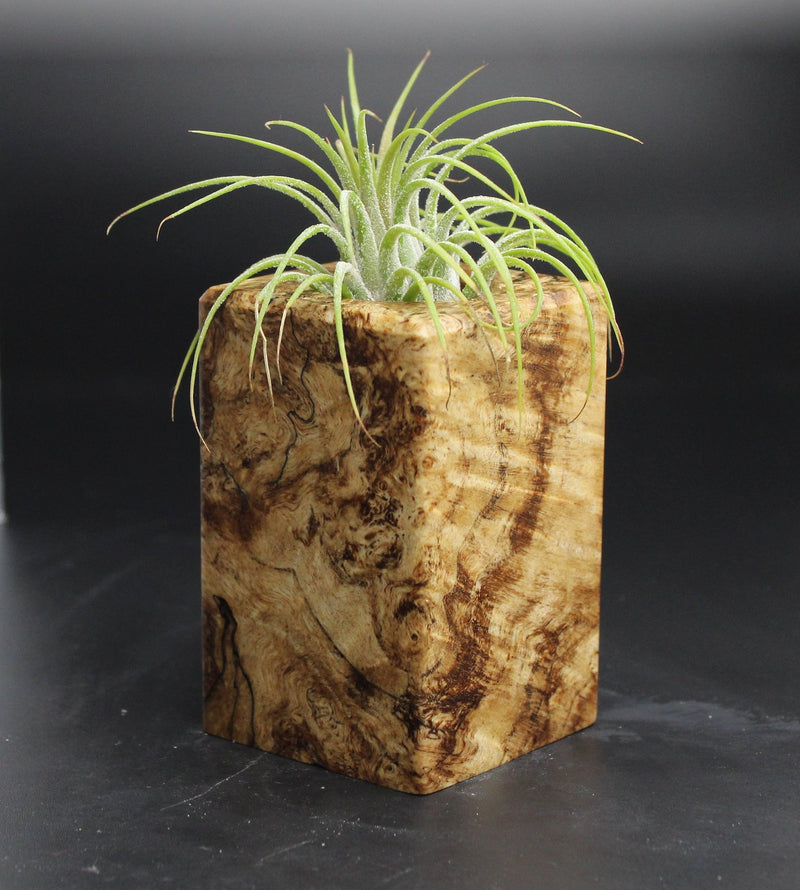 Wood Burl  Air Plant Holder - Grover (Wood Burl, 704693)