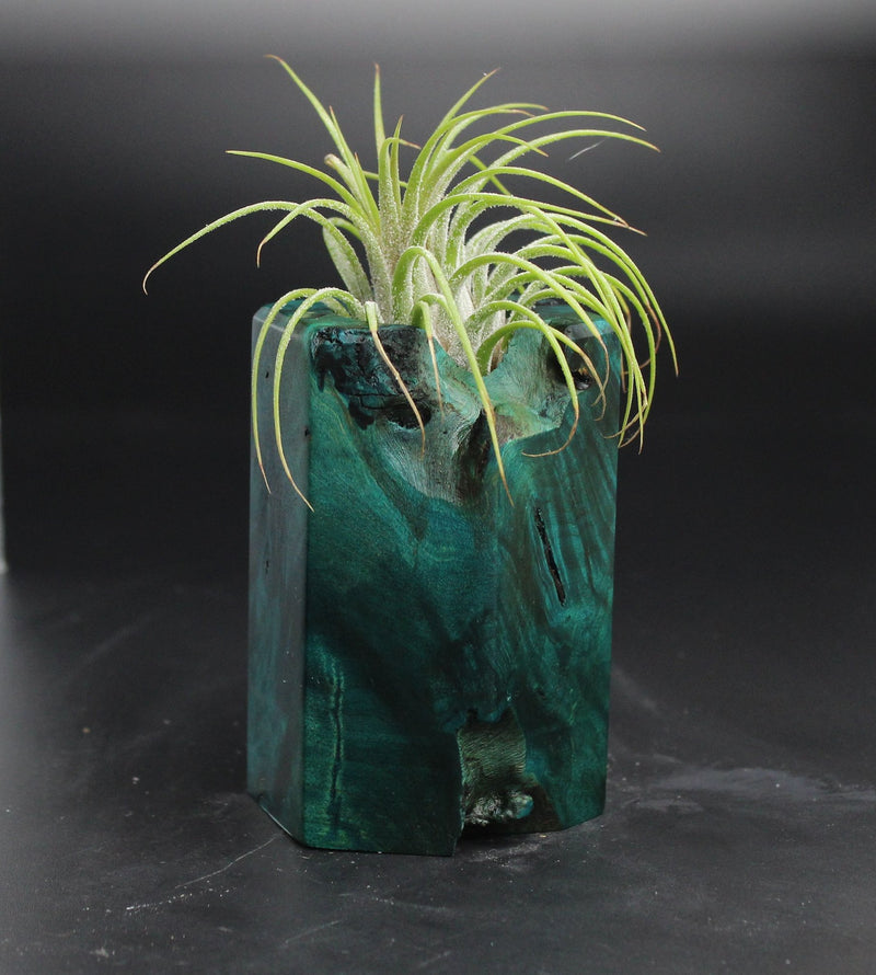 Wood Burl  Air Plant Holder - Odin (Wood Burl, 704695)
