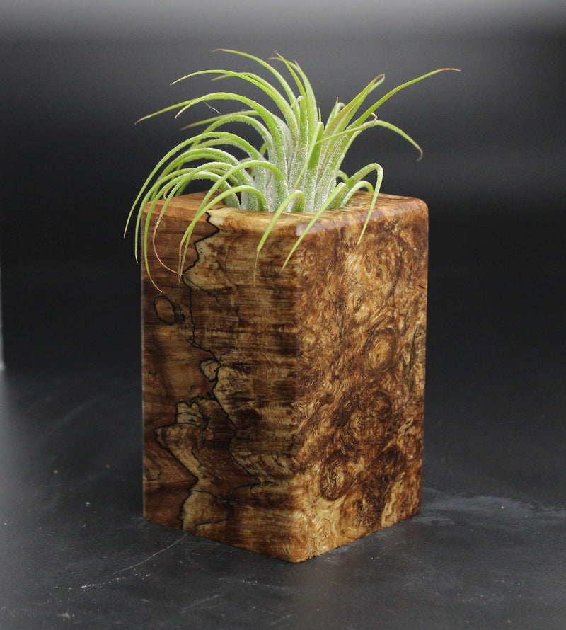 Wood Burl  Air Plant Holder - Emmanuel (Wood Burl, 704696)
