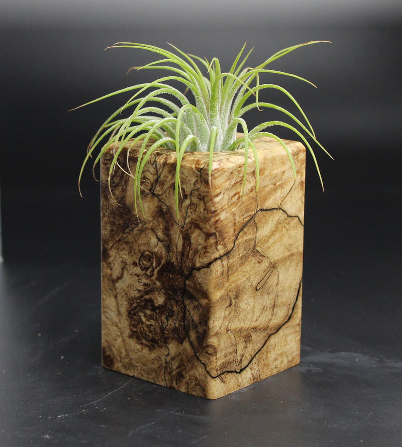 Wood Burl  Air Plant Holder - Beverly (Wood Burl, 704697)
