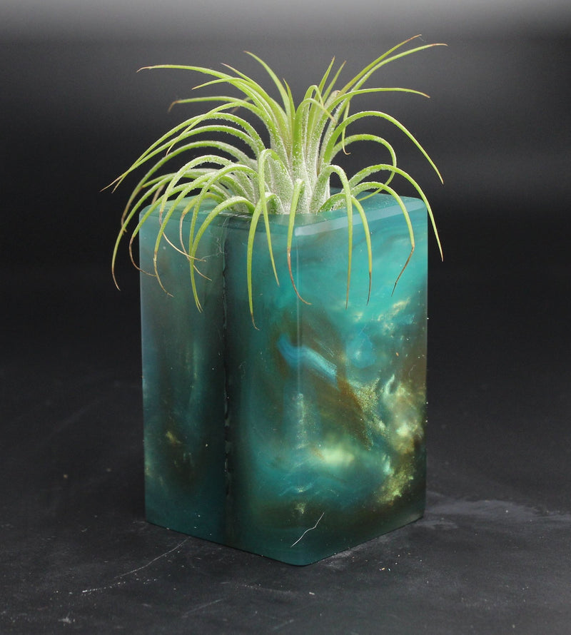 Wood Burl  Air Plant Holder - Lucy (The Lab, 704698)