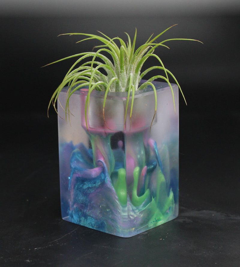 Wood Burl  Air Plant Holder - Brandi (The Lab, 704699)