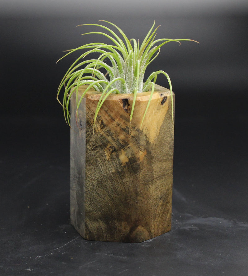 Wood Burl  Air Plant Holder - Marlee (Wood Burl, 704701)