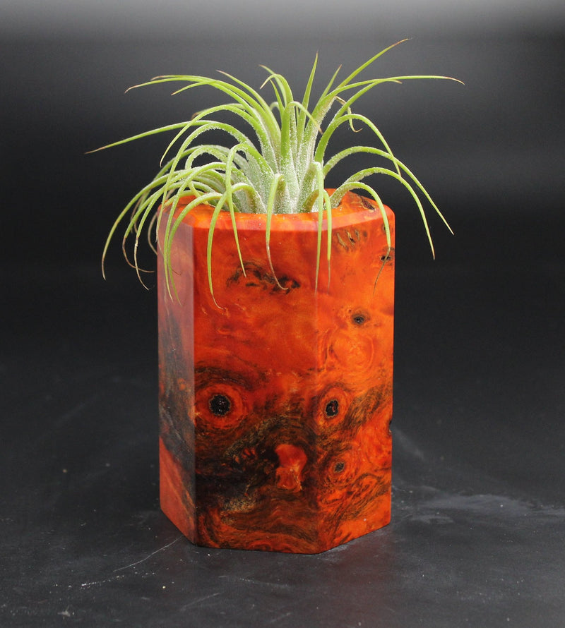Wood Burl  Air Plant Holder - Jackson (Wood Burl, 704702)