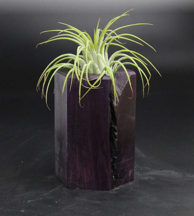 Wood Burl  Air Plant Holder - Frederick (Wood Burl, 704703)