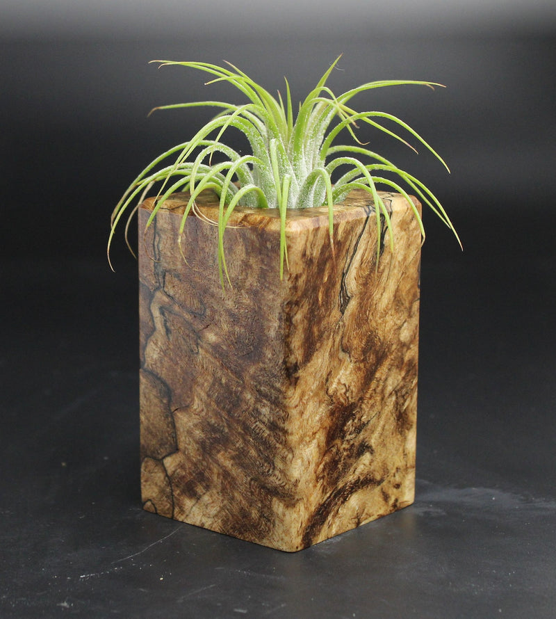 Wood Burl  Air Plant Holder - Haven (Wood Burl, 704704)