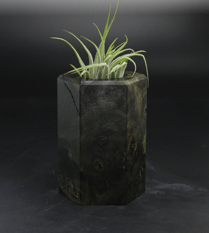 Wood Burl  Air Plant Holder - Peyton (Wood Burl, 705121)