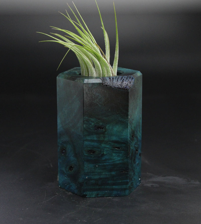 Wood Burl  Air Plant Holder - Ryan (Wood Burl, 705123)