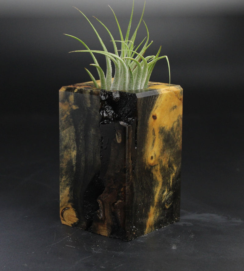 Wood Burl  Air Plant Holder - Marcos (Wood Burl, 705124)
