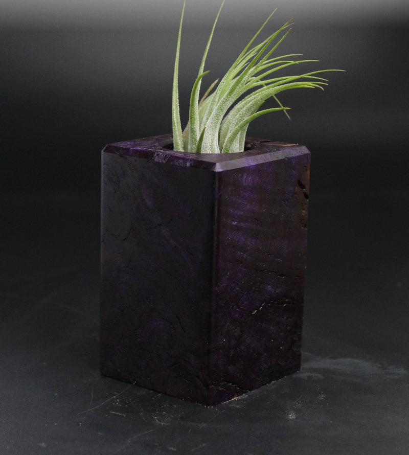 Wood Burl  Air Plant Holder - Thiago (Wood Burl, 705125)
