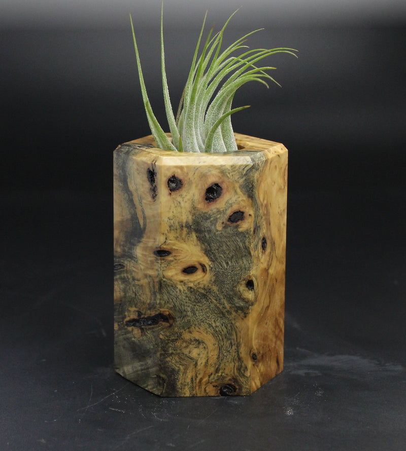 Wood Burl  Air Plant Holder - Mickey (Wood Burl, 705126)