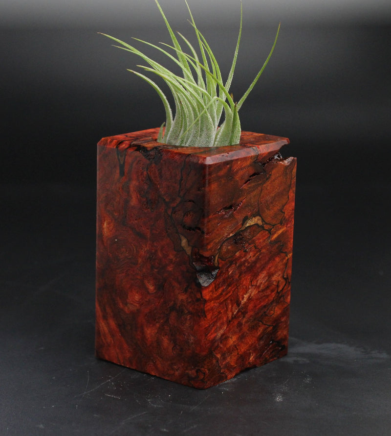 Wood Burl  Air Plant Holder - Josiah (Wood Burl, 705128)