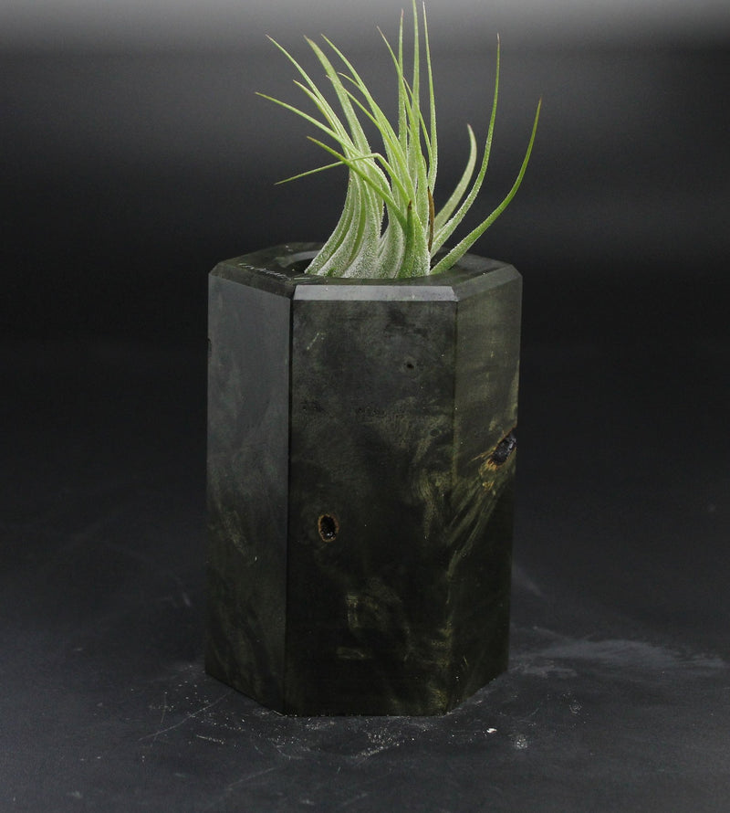 Wood Burl  Air Plant Holder - Grant (Wood Burl, 705130)