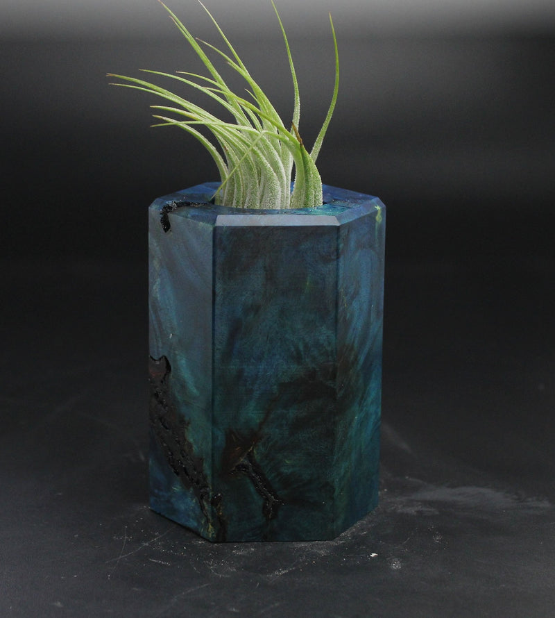Wood Burl  Air Plant Holder - Lola (Wood Burl, 705131)