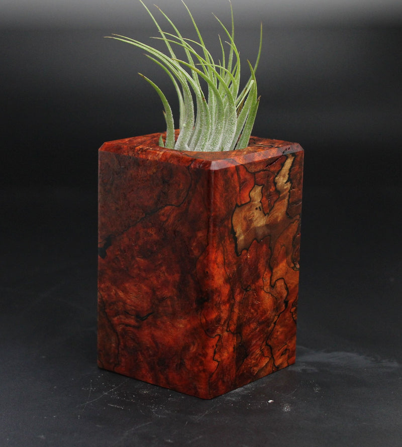 Wood Burl  Air Plant Holder - Sandy (Wood Burl, 705132)