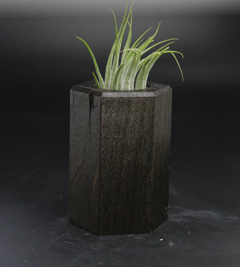 Wood Burl  Air Plant Holder - Gretchen (Wood Burl, 705133)