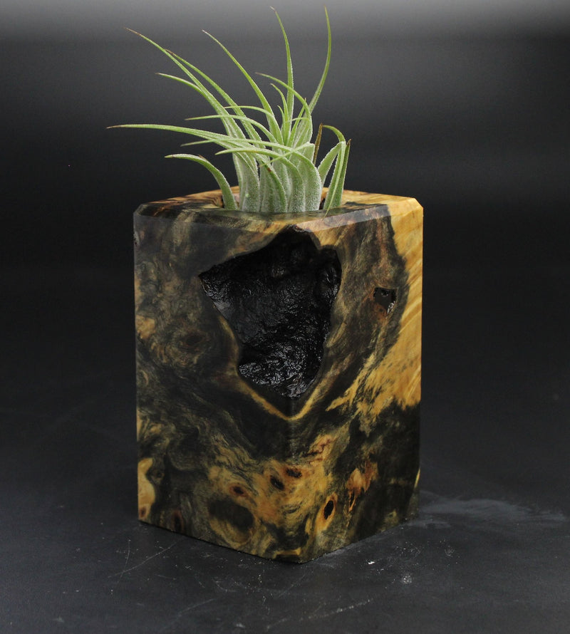 Wood Burl  Air Plant Holder - Shari (Wood Burl, 705134)